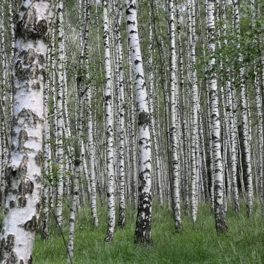 Silver Birch Highland Counselling